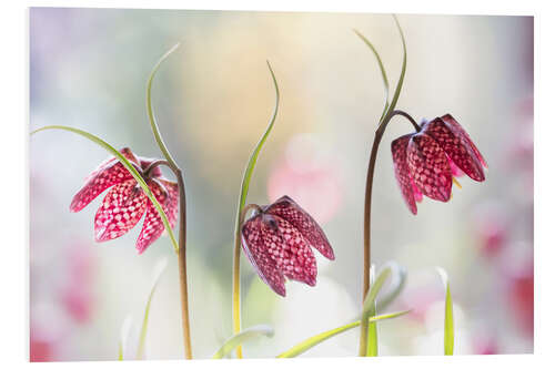 Cuadro de PVC Snakes head fritillary