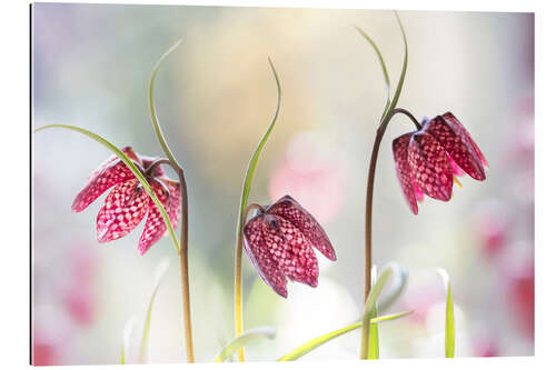 Galleriprint Snakes head fritillary