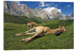 Acrylic print Peacefully sleeping Haflinger foal on a mountain meadow