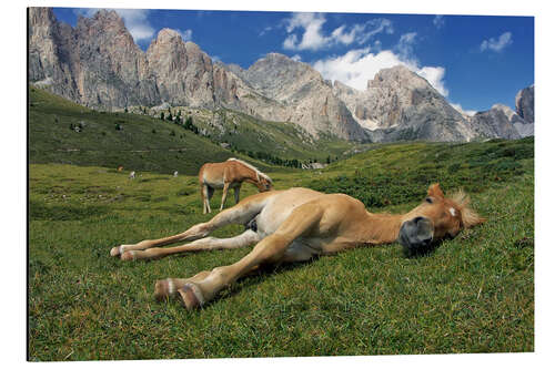 Aluminium print Peacefully sleeping Haflinger foal on a mountain meadow