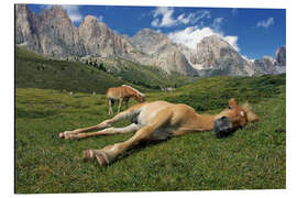 Aluminium print Peacefully sleeping Haflinger foal on a mountain meadow