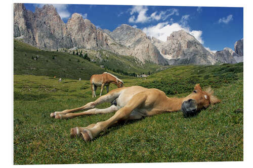 Stampa su PVC Peacefully sleeping Haflinger foal on a mountain meadow