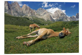 PVC-tavla Peacefully sleeping Haflinger foal on a mountain meadow