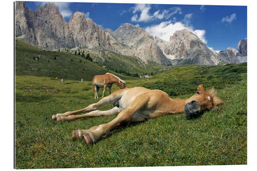 Galleritryk Peacefully sleeping Haflinger foal on a mountain meadow