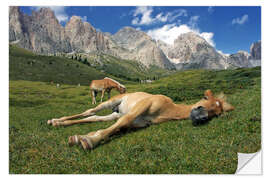 Sticker mural Peacefully sleeping Haflinger foal on a mountain meadow