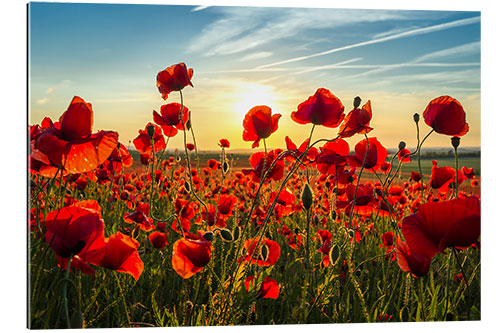 Galleriprint Poppies in the evening