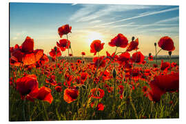 Magnettafel Mohn am Abend