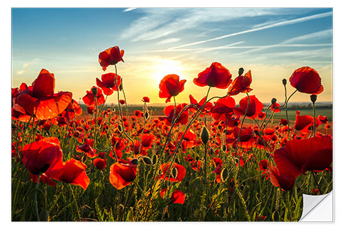 Naklejka na ścianę Poppies in the evening