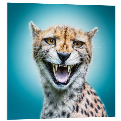 Cuadro de aluminio Funny Wild Faces Cheetah