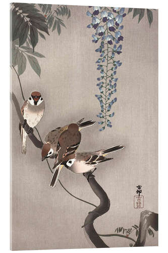 Akryylilasitaulu Sparrows on wisteria