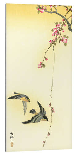 Aluminium print Starlings and Cherry Tree