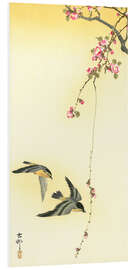 Foam board print Starlings and Cherry Tree