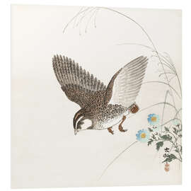 Foam board print Quail in Flight