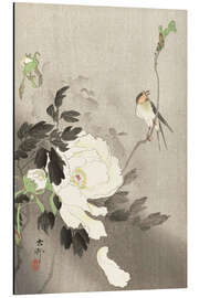 Magnettafel Pfingstrosen