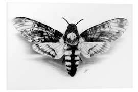 Quadro em PVC Death Head Hawk Moth