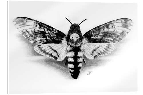 Gallery print Death Head Hawk Moth