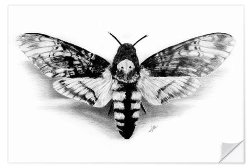 Naklejka na ścianę Death Head Hawk Moth