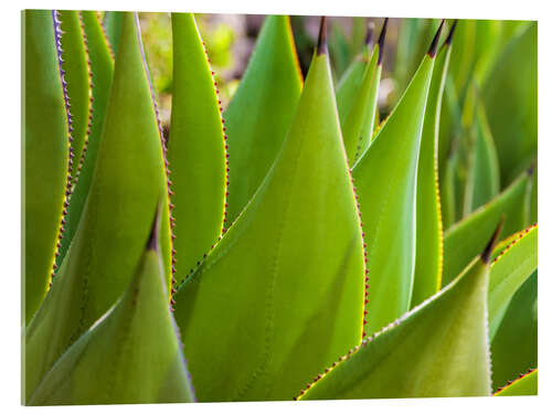 Acrylic print Everything green