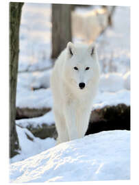 Tableau en verre acrylique  Superbe loup blanc en hiver