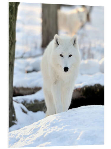 Foam board print Beautiful white wolf in the winter