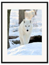 Gerahmter Kunstdruck Schöner weißer Wolf im Winter
