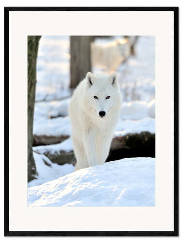 Kehystetty taidepainatus Beautiful white wolf in the winter