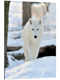 Magnettafel Schöner weißer Wolf im Winter