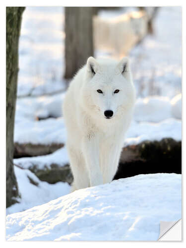 Wandsticker Schöner weißer Wolf im Winter