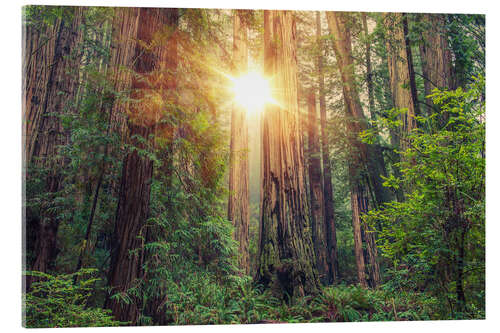 Acrylic print Redwood Forest in Northern California