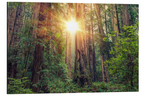 Stampa su alluminio Redwood Forest in Northern California