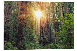 Tableau en aluminium Redwood Forest in Northern California