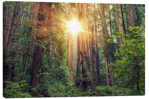 Canvas print Redwood Forest in Northern California