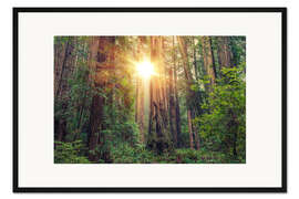 Gerahmter Kunstdruck Mammutbaum Wald in Nord-Kalifornien