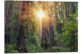 Tableau en plexi-alu Redwood Forest in Northern California