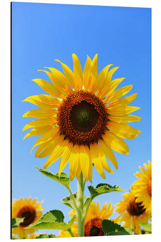 Aluminium print Radiant Sunflower