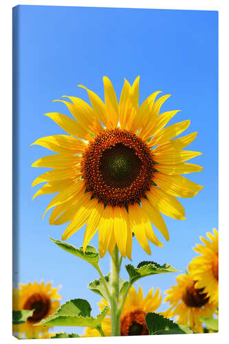 Canvas print Radiant sunflower