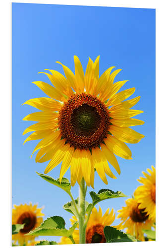 Foam board print Radiant Sunflower