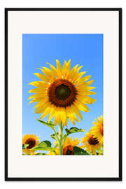 Gerahmter Kunstdruck Strahlende Sonnenblume