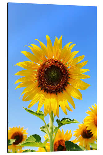 Galleriprint Radiant sunflower