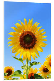 Gallery print Radiant sunflower