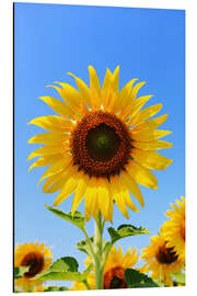 Magnettafel Strahlende Sonnenblume