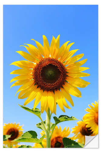 Wall sticker Radiant Sunflower