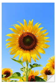 Muursticker Radiant sunflower