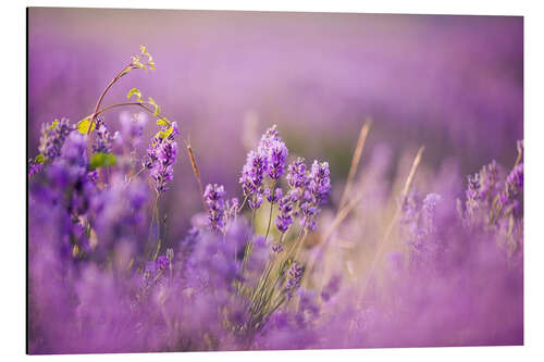 Aluminium print Lavender field in Provence, Hokkaido