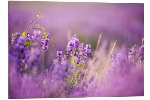 Quadro em plexi-alumínio Lavender field in Provence, Hokkaido