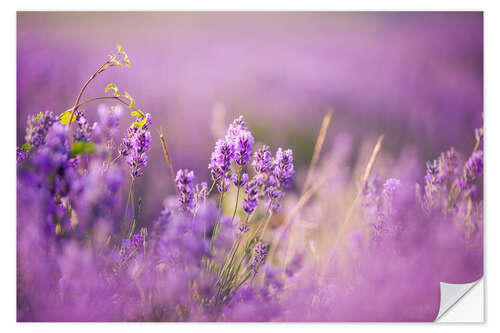 Wall sticker Lavender field in Provence, Hokkaido