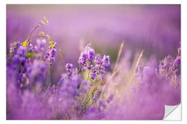 Wall sticker Lavender field in Provence, Hokkaido