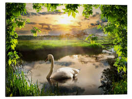 Aluminiumsbilde Romantic swan pond