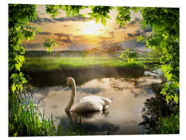 Foam board print Romantic swan pond