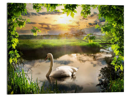 Gallery print Romantic swan pond